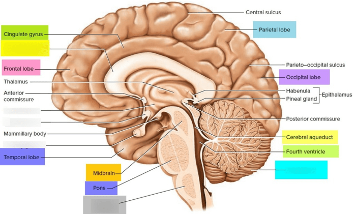 Lesson 6.3 labeling the brain