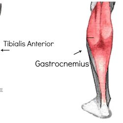 Gastrocnemius muscles muscle hamstrings anatomy yoga yoganatomy