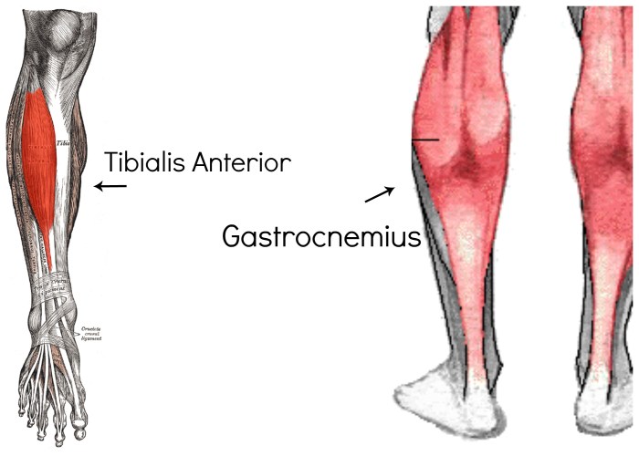 Gastrocnemius muscles muscle hamstrings anatomy yoga yoganatomy