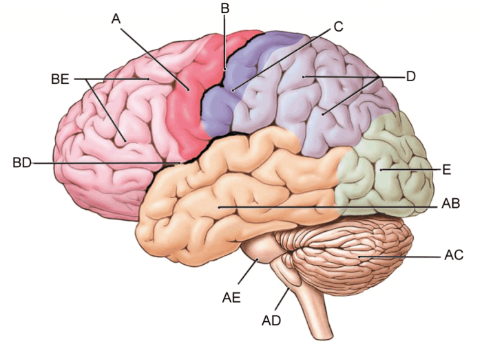 Lesson 6.3 labeling the brain