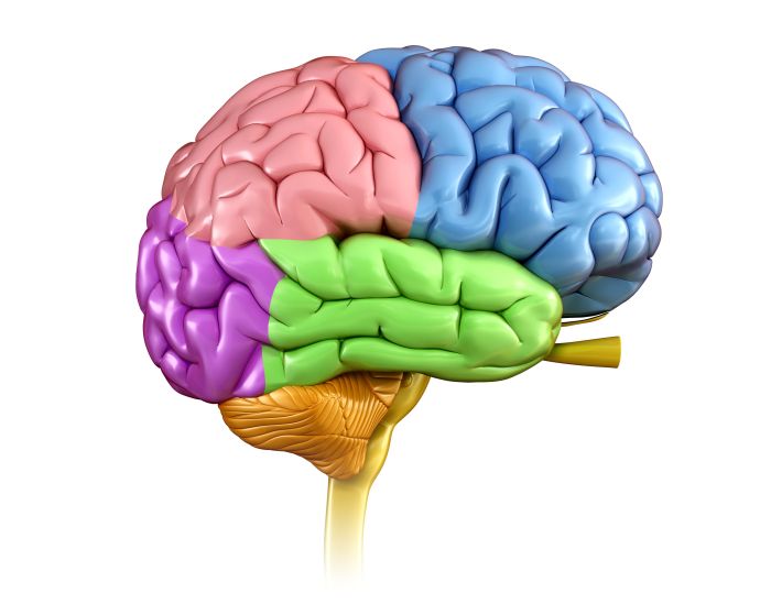 Lesson 6.3 labeling the brain