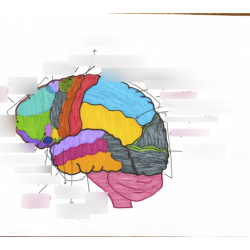 Lesson 6.3 labeling the brain