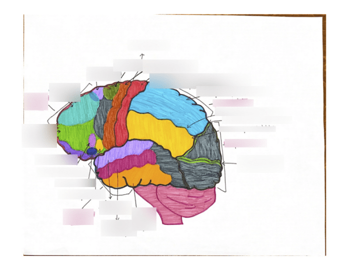 Lesson 6.3 labeling the brain