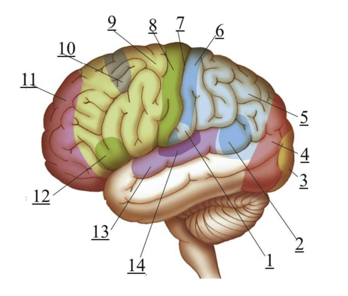 Lesson 6.3 labeling the brain