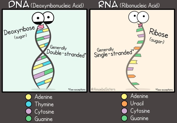 Amoeba sisters dna vs rna worksheet answer key