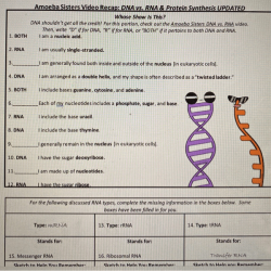 Amoeba sisters dna vs rna worksheet answer key