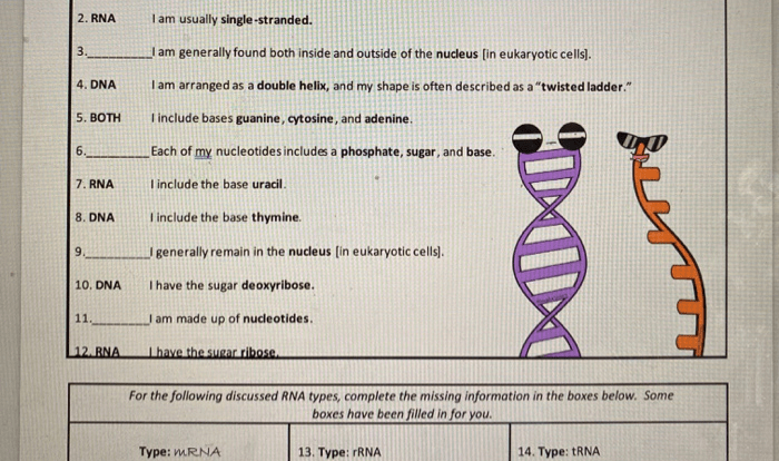 Amoeba sisters dna vs rna worksheet answer key