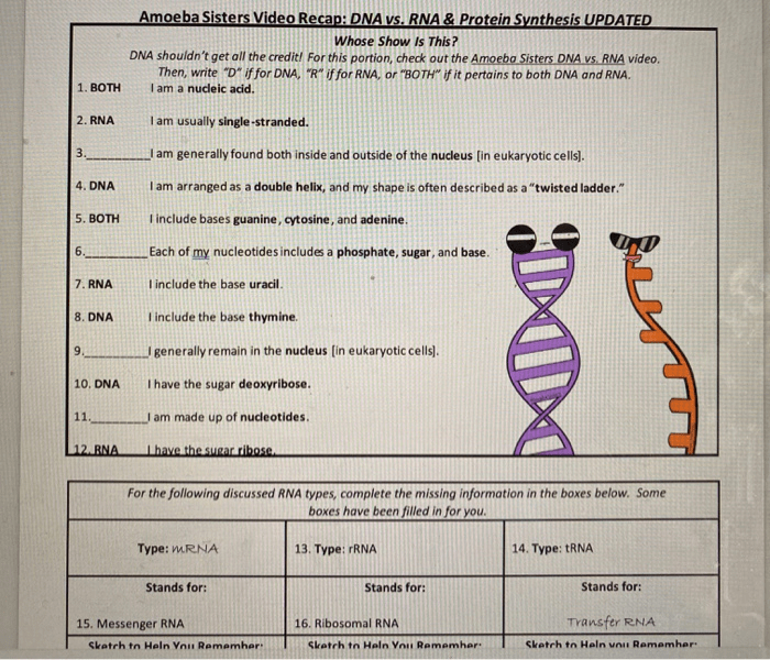 Amoeba sisters dna vs rna worksheet answer key