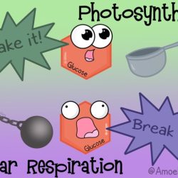 Amoeba sisters video recap of photosynthesis and cellular respiration answers