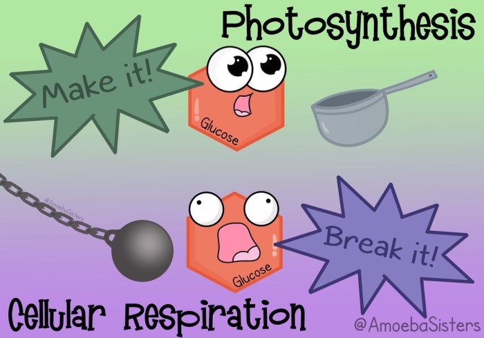 Amoeba sisters video recap of photosynthesis and cellular respiration answers